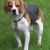 Hunderassen Beagle