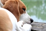 Der Beagle wird oft als Versuchstier gezüchtet © Foto: Ibefisch  / pixelio.de