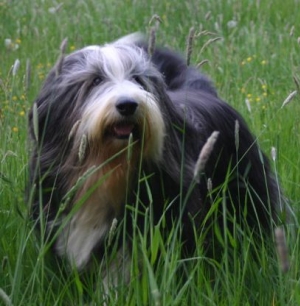 Hunderasse Bearded Collie
