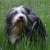 Hunderassen Bearded Collie