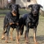 Hunderassen Beauceron, Berger de Beauce