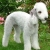 Hunderassen Bedlington Terrier