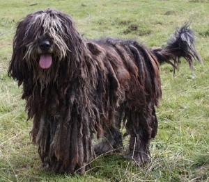 Hunderasse Bergamasker Hirtenhund