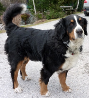 Hunderasse Berner Sennenhund