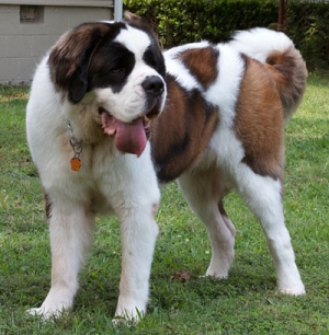 Hunderasse Bernhardiner (St. Bernhardshund)