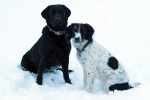 Hunde im Schnee