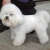 Hunderassen Bichon Frisé