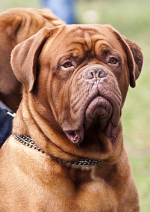 Hunderasse Bordeauxdogge