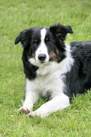 Hunderasse Border Collie
