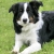 Hunderassen Border Collie