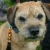 Hunderassen Border Terrier