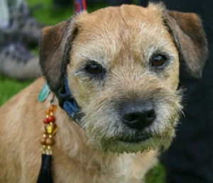 Hunderasse Border Terrier