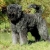 Hunderassen Bouvier des Flandres