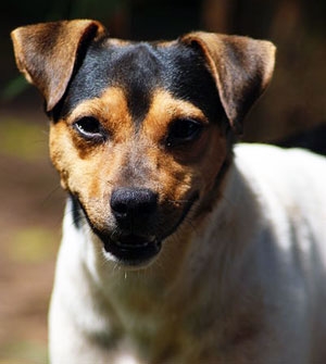 Brasilianischer-terrier