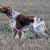 Hunderassen Bretonischer Spaniel (Epagneul Breton)