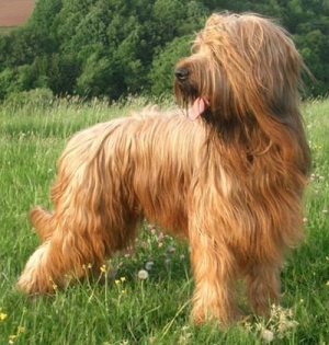 Hunderasse Briard (Berger de Brie)