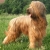 Hunderassen Briard (Berger de Brie)