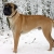 Hunderassen Bullmastiff