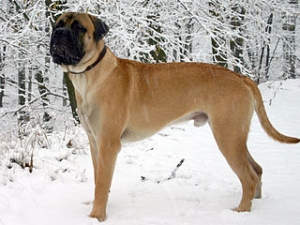 Hunderasse Bullmastiff