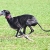 Hunderassen Galgo Español (Spanischer Windhund)