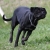 Hunderassen Cane Corso Italiano