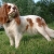 Hunderassen Cavalier King Charles Spaniel