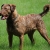 Hunderassen Chesapeake Bay Retriever