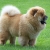 Hunderassen Chow-Chow