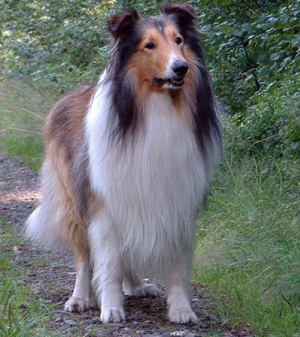 Hunderasse Collie Rough (Langhaariger Collie)