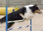 Collie beim Agility