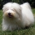 Hunderassen Coton de Tulear