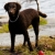 Hunderassen Curly Coated Retriever