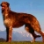 Hunderassen Deerhound (Schottischer Hirschhund)