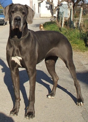 Hunderasse Deutsche Dogge