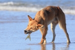 Australischer Dingo