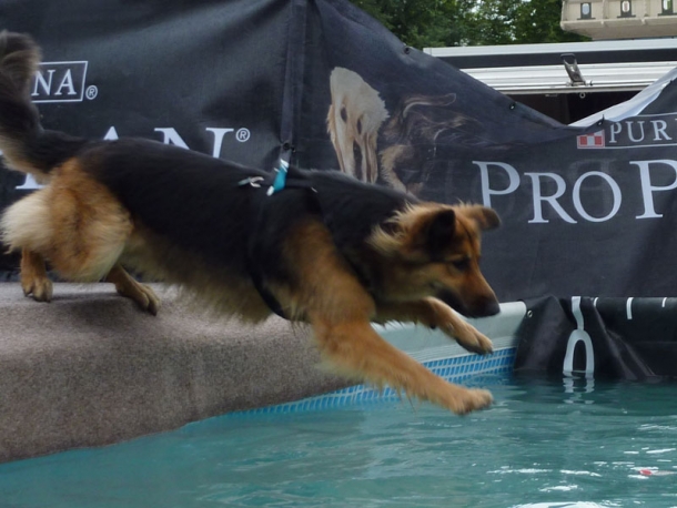 dog-diving-05
