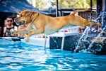 Hund  beim Dog Diving