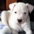 Hunderassen Dogo Argentino