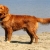 Hunderassen Nova Scotia Duck Tolling Retriever