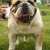 Hunderassen Englische Bulldogge (Bulldog)