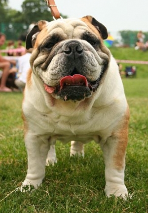Hunderasse Englische Bulldogge (Bulldog)