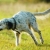 Hunderassen English Setter