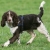 Hunderassen English Springer Spaniel