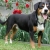 Hunderassen Entlebucher Sennenhund