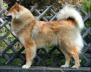 Eurasier