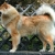 Hunderassen Eurasier