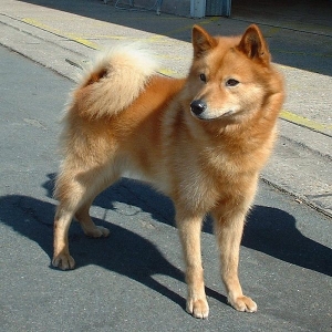 Hunderasse Finnischer Spitz