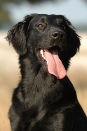 Hunderasse Flat Coated Retriever