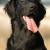 Hunderassen Flat Coated Retriever