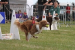 Flyball